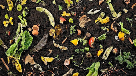 An assortment of compost material, including leftover fruits and vegetables 