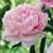 image of Peony&nbsp;