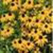 image of Goldsturm black-eyed Susan