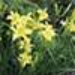 image of Hyperion daylily&nbsp;