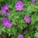 image of Bloody cranesbill&nbsp;