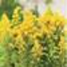 image of Golden Baby goldenrod&nbsp;