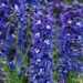 image of Delphinium&nbsp;