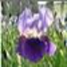 image of Iris&nbsp;