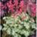 Image of Snow Angel coral bells&nbsp;
