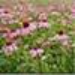 image of Purple coneflower&nbsp;