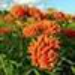 image of Butterfly weed&nbsp;