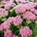 image of Autumn Joy sedum&nbsp;