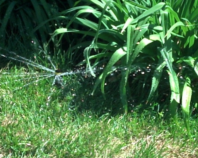 An active sprinkler watering grass and other plants.