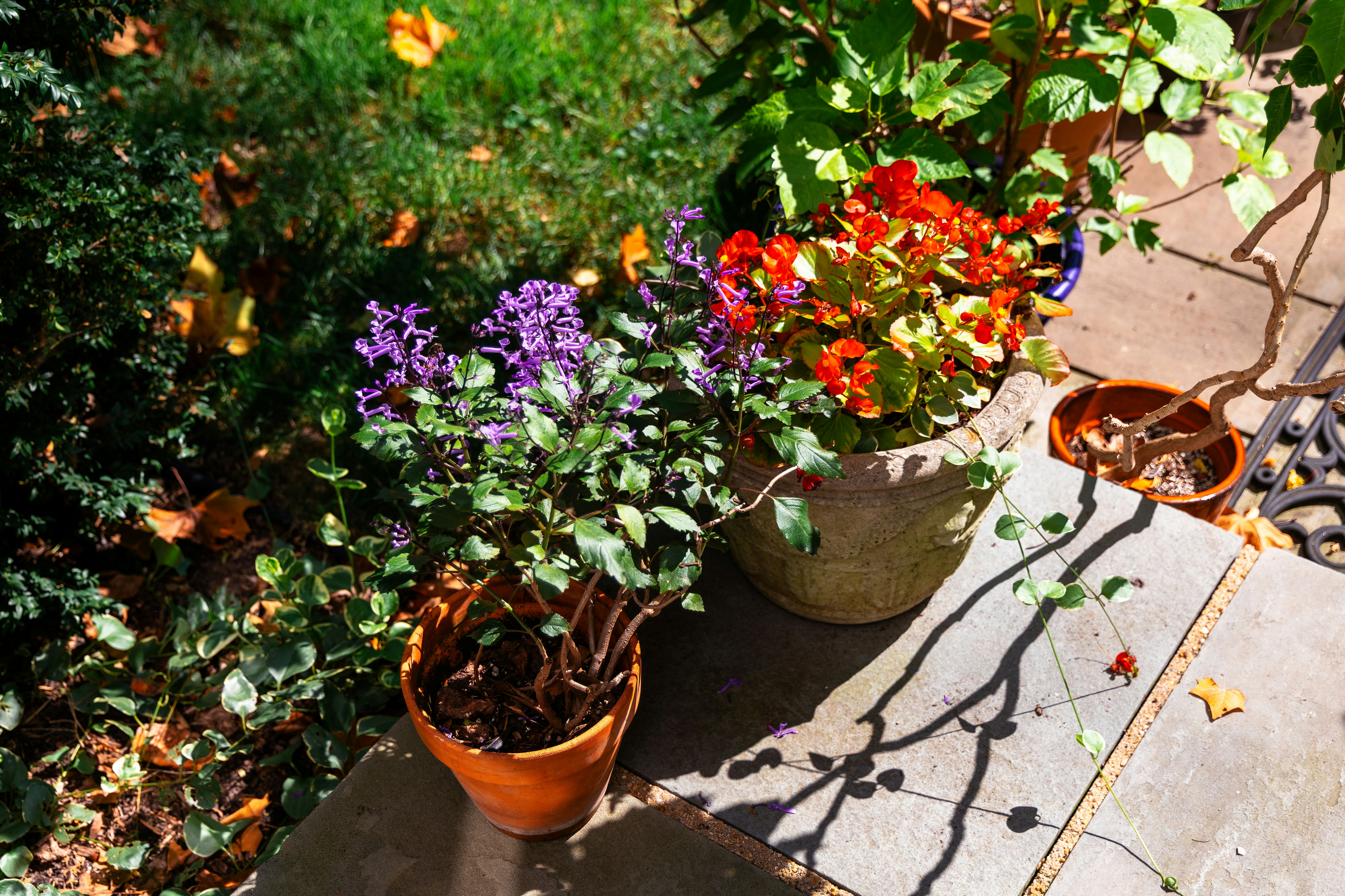 Two potted plants placed on outdoor stone steps, one with vibrant purple flowers in a terracotta pot, and the other with bright red and yellow flowers in a weathered concrete planter.
