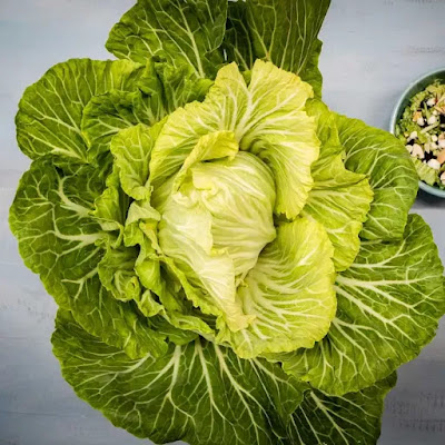 Head of Kale Tronchuda