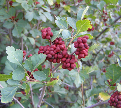 Lemonade berry tree/shrub.