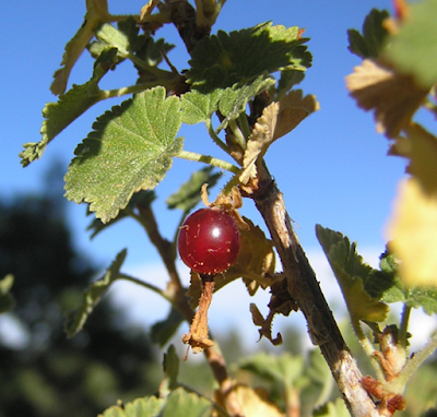 A mountain currant attached to branch.