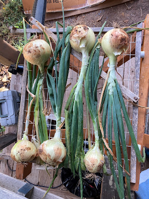 Onions laying side by side curing after harvest