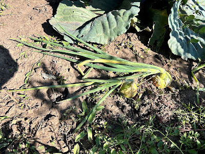 Onions with tops showing ready for harvest.