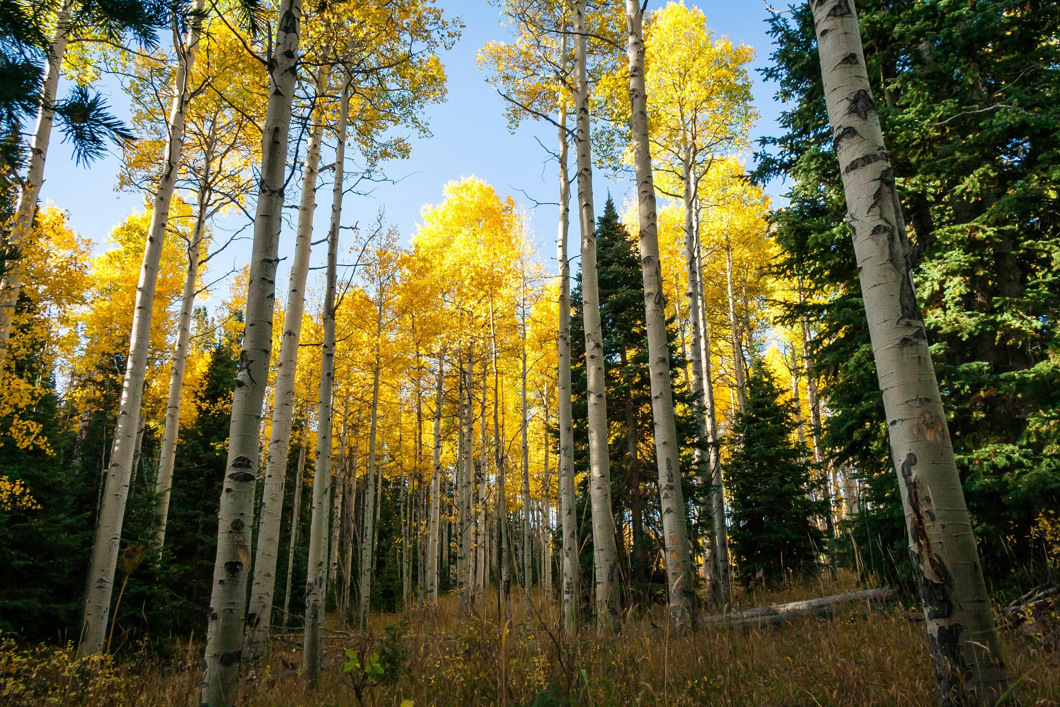 A grove of tall aspen trees with white bark and golden-yellow leaves in a forest setting, with evergreens mixed in and a clear blue sky overhead, capturing the vibrant colors of fall.