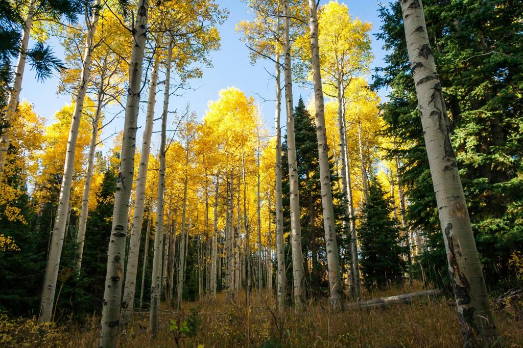 A grove of tall aspen trees with white bark and golden-yellow leaves in a forest setting, with evergreens mixed in and a clear blue sky overhead, capturing the vibrant colors of fall.