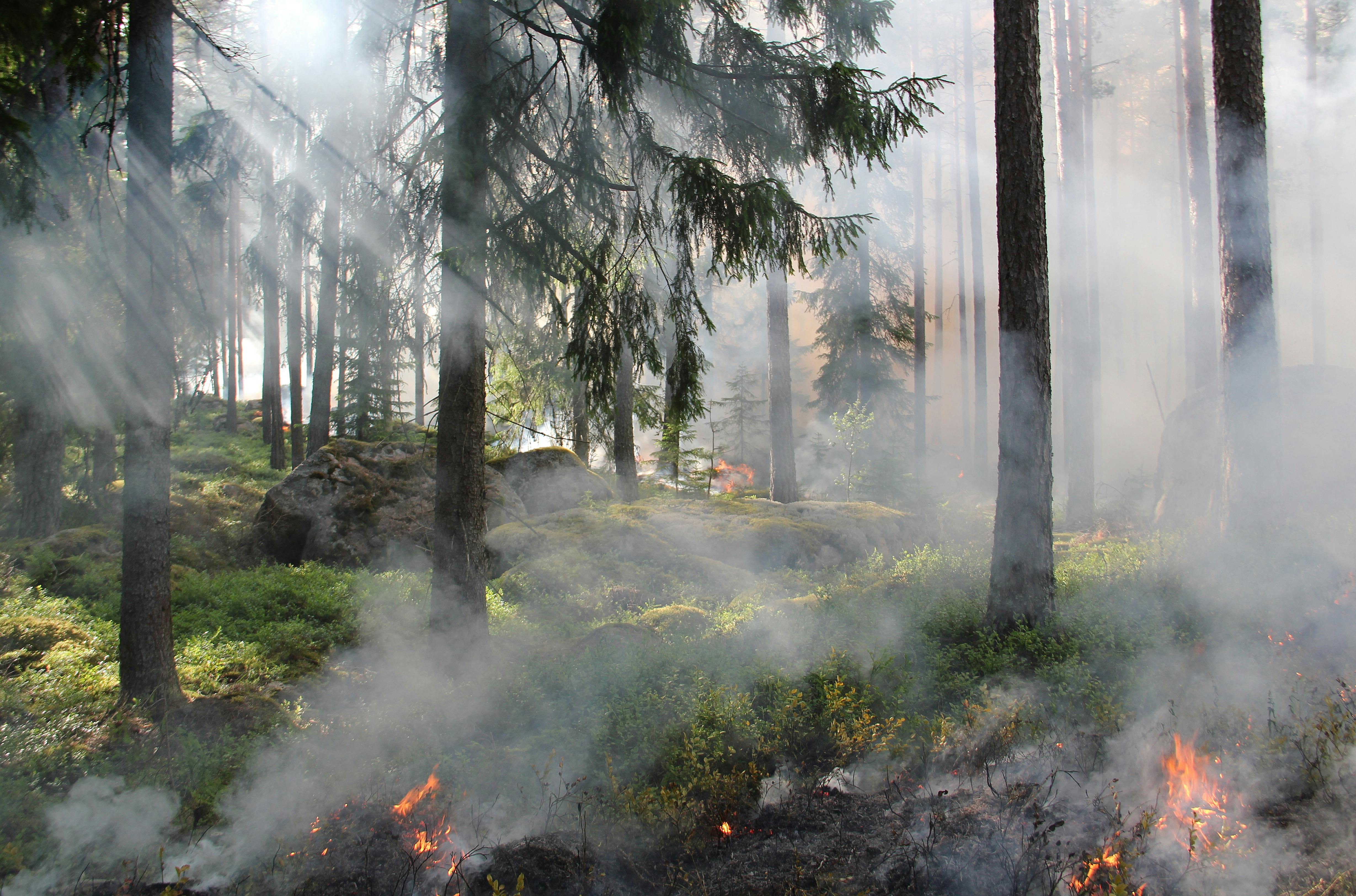 Smoke drifts through a dense forest with green underbrush as small flames burn on the forest floor, signaling the early stages of a wildfire.