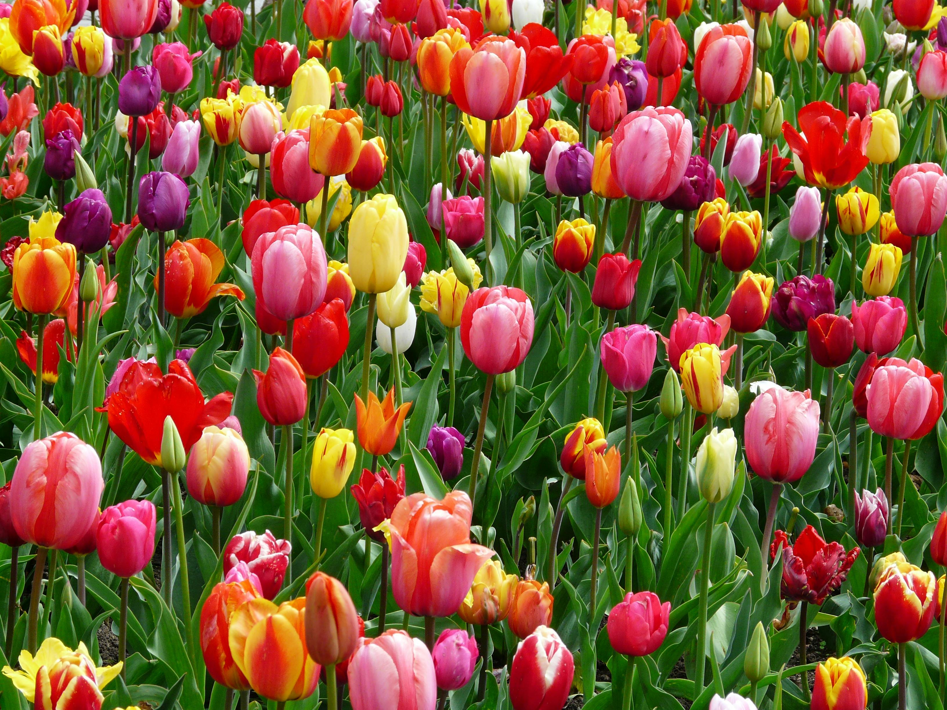 A vibrant field filled with blooming tulips in a variety of colors, including red, pink, yellow, purple, and orange.