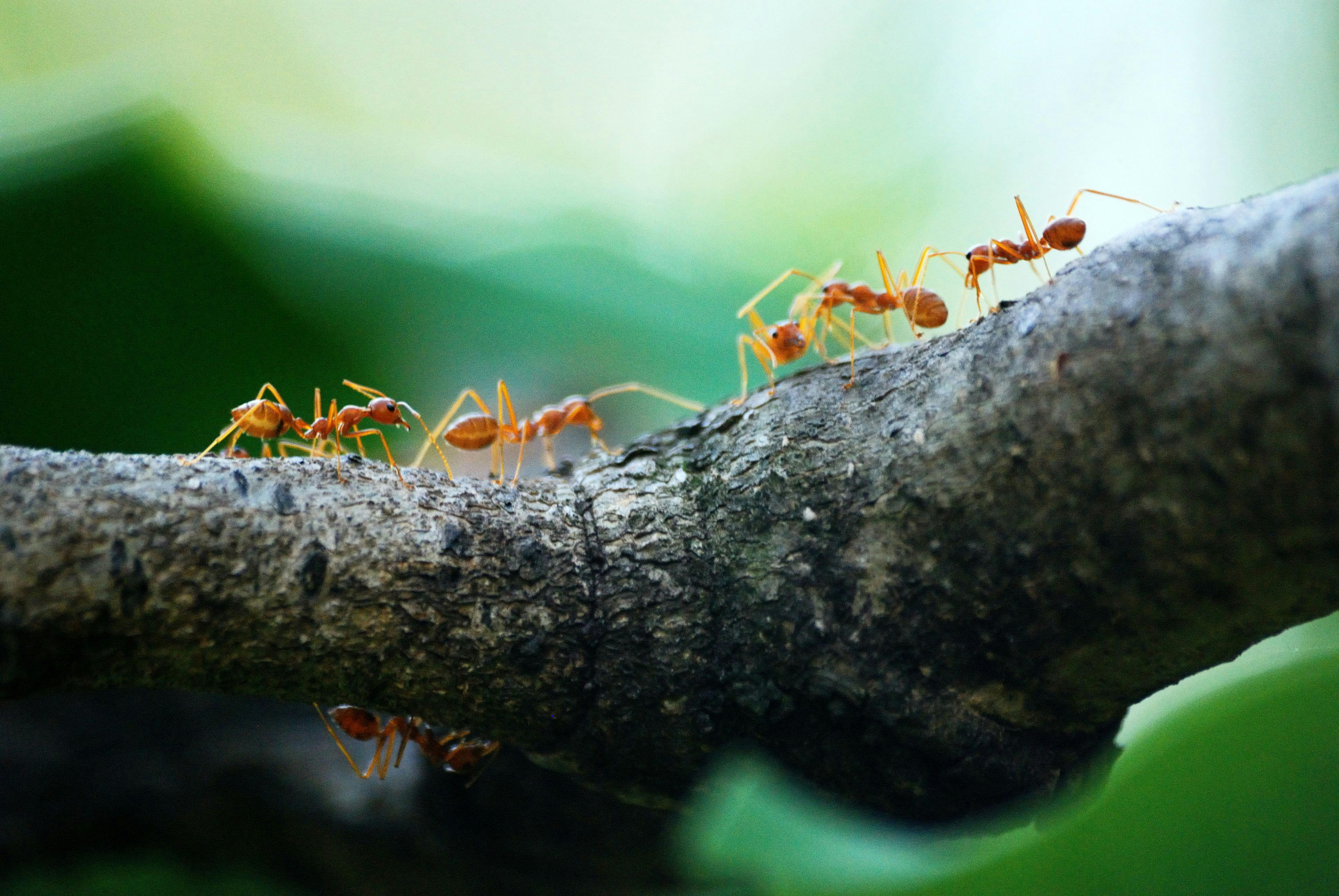 Close-up of several red ants walking along a tree branch with a green blurred background.