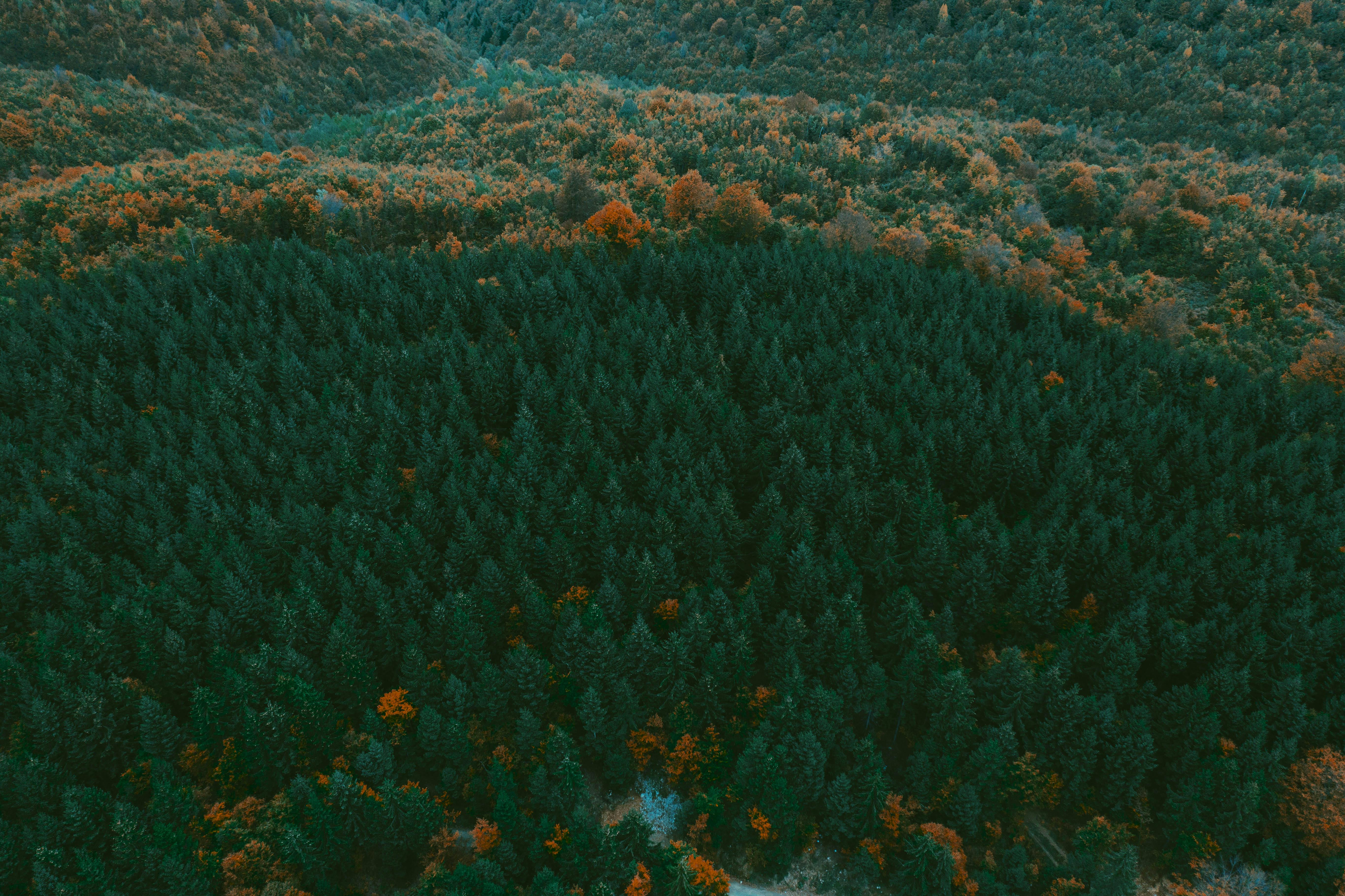 Aerial view of a dense forest dominated by dark green coniferous trees with scattered patches of orange and yellow deciduous trees, showing the transition of foliage in autumn.