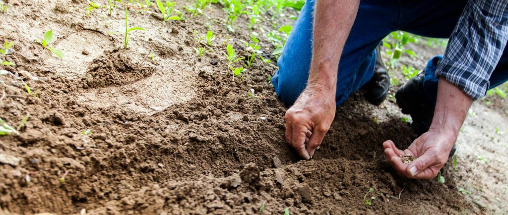 A person plants seeds into garden soil