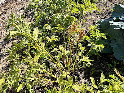 Potato tops that are dying down.