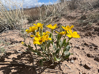 Colorado paper flower (Psilostrophe bakeri) flowering in Mesa County in May.