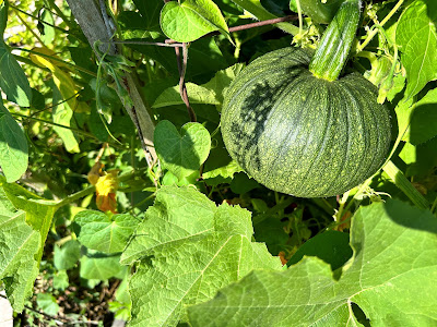 A green pumpkin in stage 1.