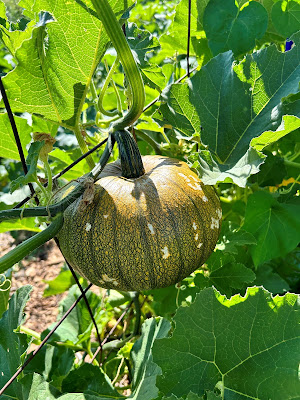 A pumpkin starting to turn orange in stage 2.