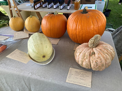 Several orange pumpkins with two squash on a table