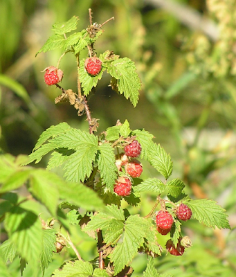 Wild raspberry bush