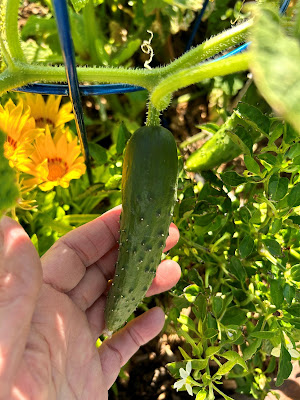 A pickling variety of a cucumber