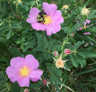 Roses bush with two pink roses blooming. One of the flowers has a bumble bee collecting pollen from it's anther.