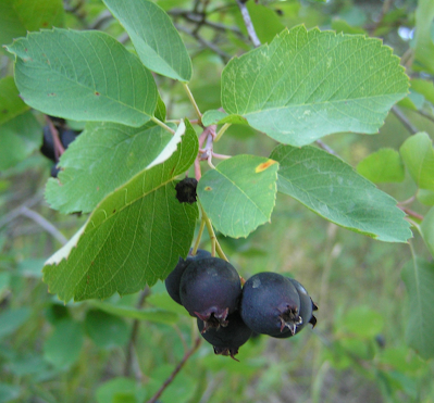 Serviceberry tree