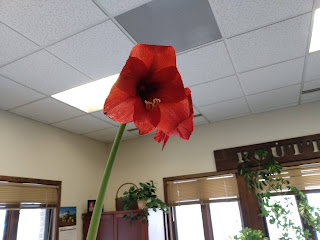 Single red amaryllis flower.