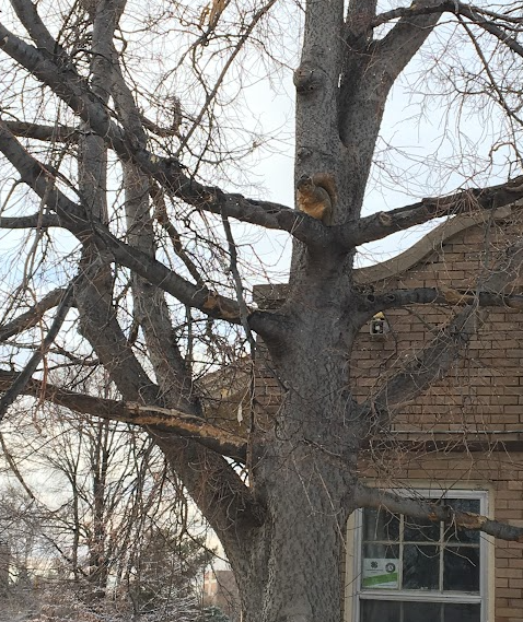Squirrel perched in a tree covered with wounds on some of its branches.