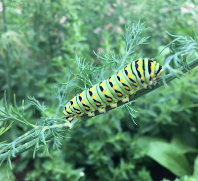 Swallowtail caterpillar on a branch.