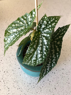 A Hankering for Houseplants | Colorado State University Extension
