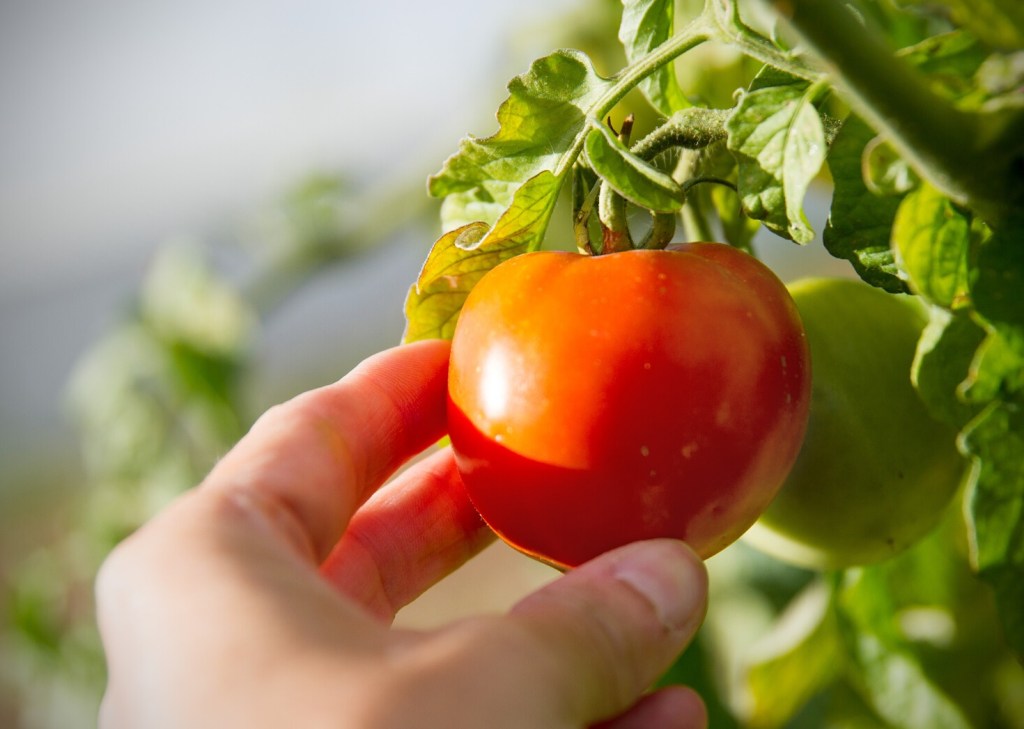 A hand reaching out to grab a tomato off the vine.