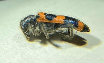 A checkered beetle specimen (image 1)