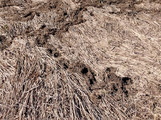 Vole runways in a pasture