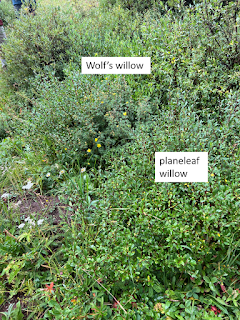 Wolf's willow and planeleaf willow next to each other and hard to distinguish.