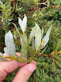 Hairs on the upper and lower leaf surface of Wolf's willow.