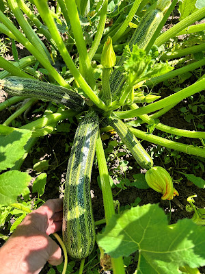 A zucchini plant ready to harvest