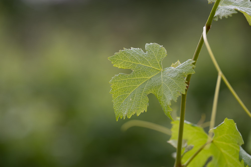 green leaf on a vine