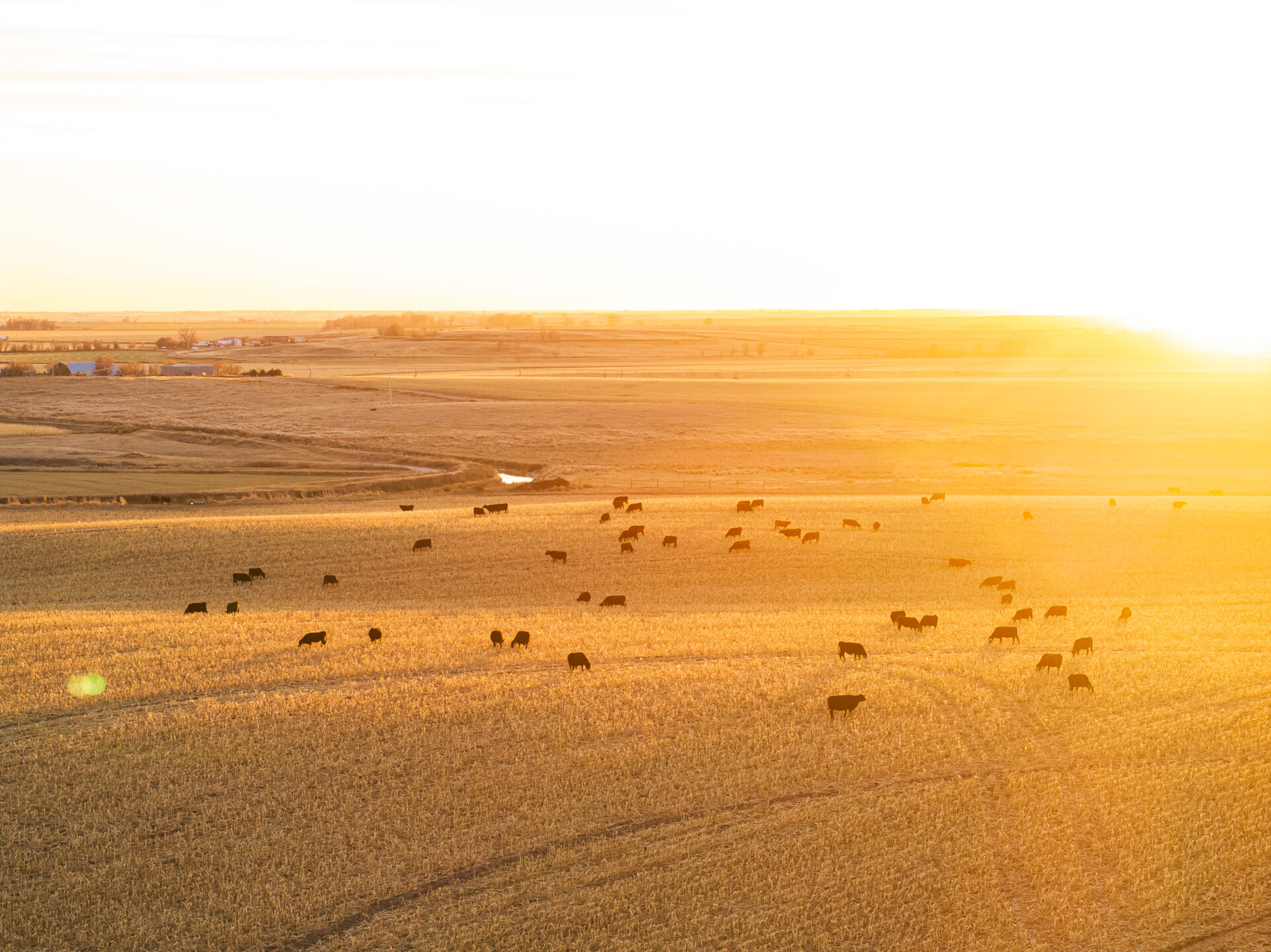 Cattle grazing in a field in rural Colorado 