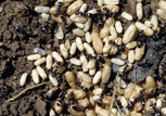 Ant workers tending pupae