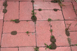 Soil piled at nest entrance, typical of pavement ant.