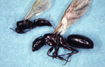 Winged adult male (top) and queen (bottom) carpenter ants.